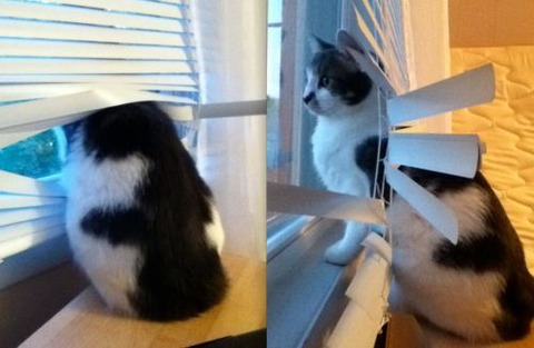 cats-and-blinds-13