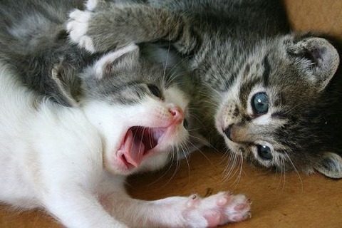 sleepy-animals-26