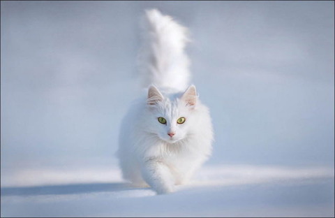 cats_have_snow_days_too_640_28