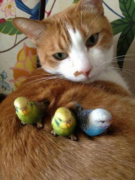 these_funny_animals_1225_640_21