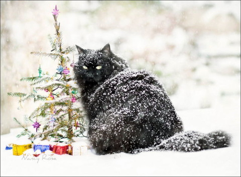 cats_have_snow_days_too_640_23