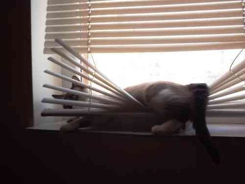 cats-and-blinds-14