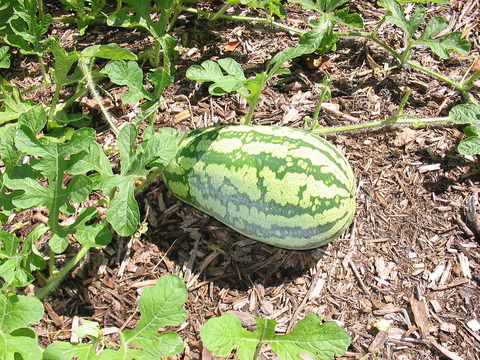 watermelon-plant