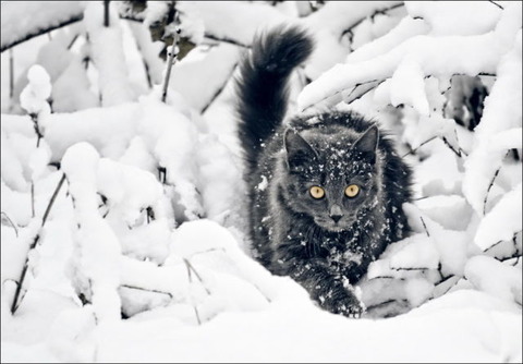 cats_have_snow_days_too_640_17