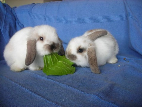 these_funny_animals_1125_640_20