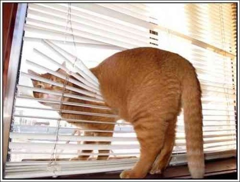 cats-and-blinds-16