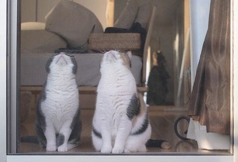 cat-saturday-194