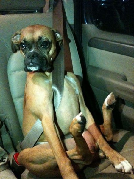 these_funny_animals_1216_640_46