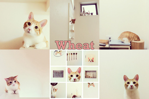 enhanced-buzz-wide-16293-1359134291-6