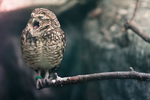 sleepy-animals-1