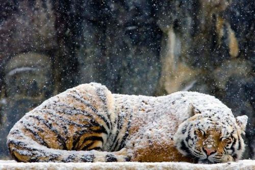 雪と戦い そして戯れる動物達 高画質 リトルトリップ