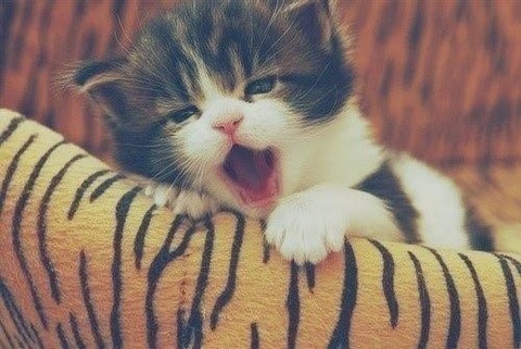 sleepy-animals-13