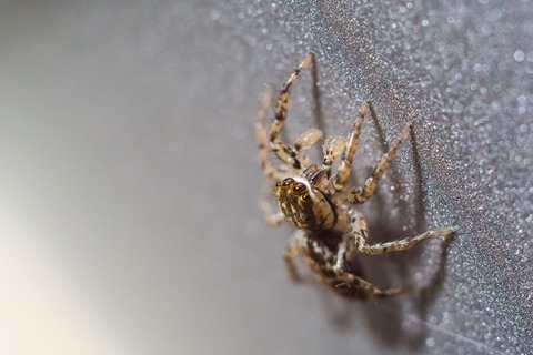 8-Macro