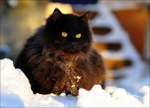 cats_have_snow_days_too_640_06