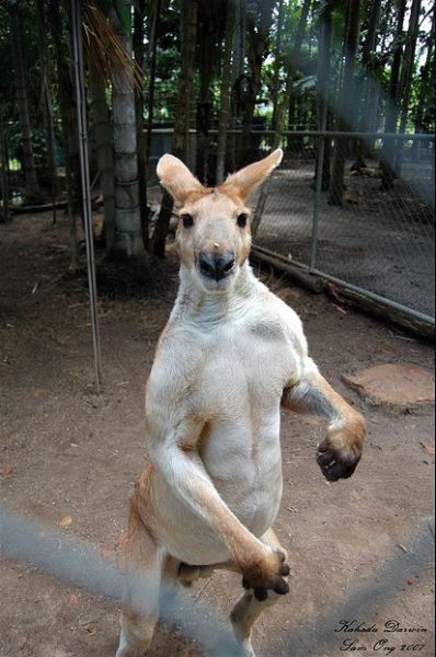 kangaroos_are_tougher_than_you_640_04