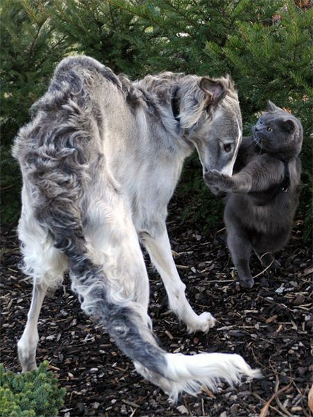 these_funny_animals_1216_640_02