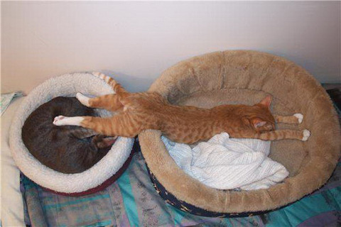 sleep-cat-3