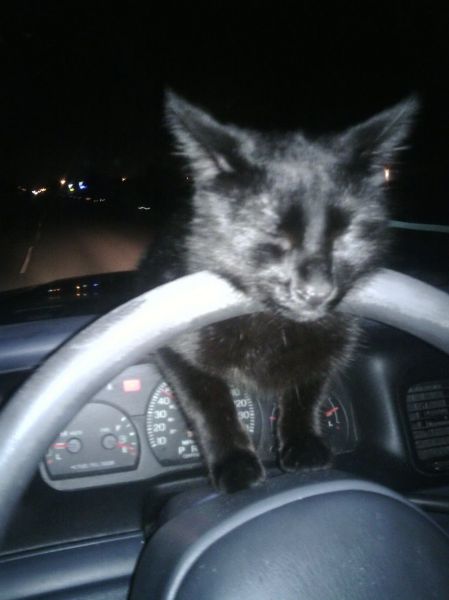 these_funny_animals_1216_640_26