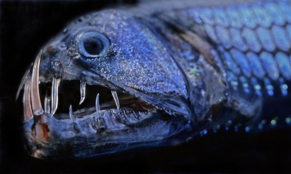 怖いお姿で 涼しくなっちゃうわぁ 深海魚カタログ 高画質 リトルトリップ
