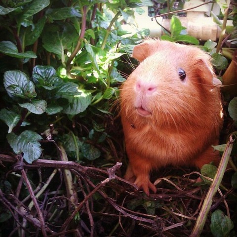 these_funny_animals_1125_640_17