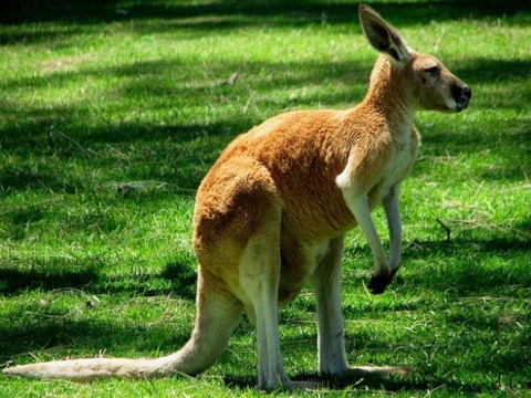 kangaroos_are_tougher_than_you_640_01