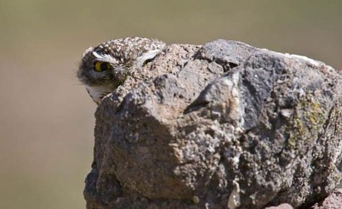 owl-10