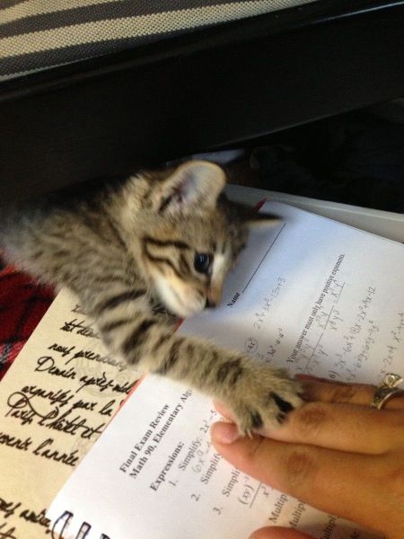 these_funny_animals_1216_640_32