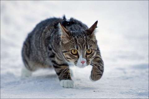 cats_have_snow_days_too_640_20