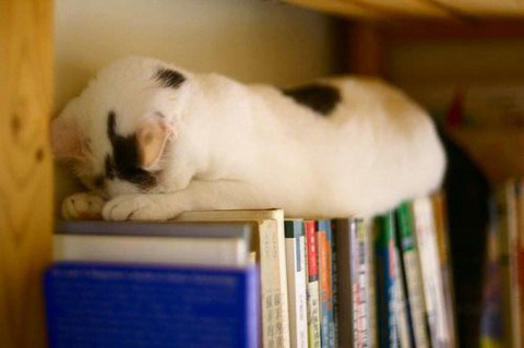 sleep-cat-6