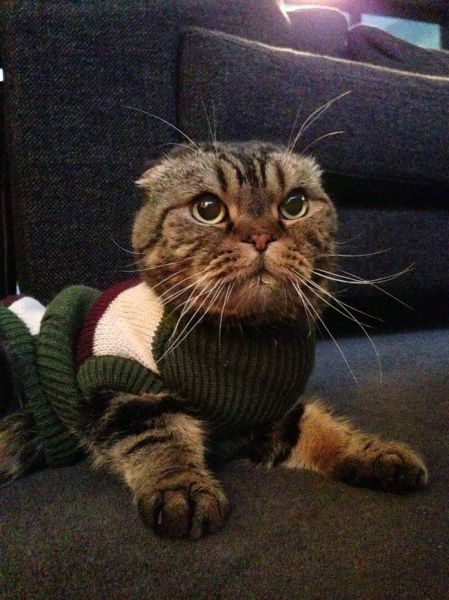 these_funny_animals_1225_640_20