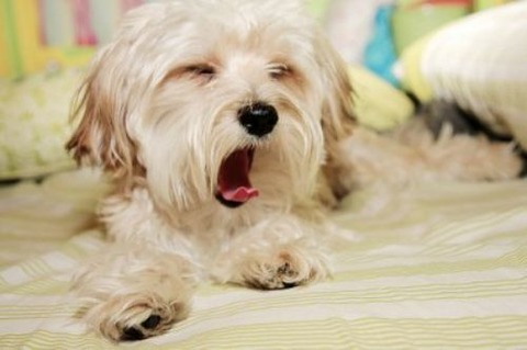 sleepy-animals-8