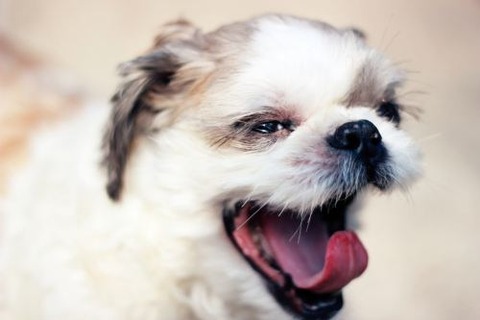 sleepy-animals-20