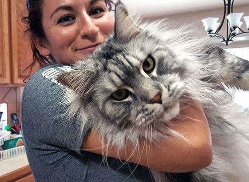 ビッグでもふもふなにゃんこは いかが リトルトリップ ビッグでもふもふなにゃんこは いかが リトルトリップ