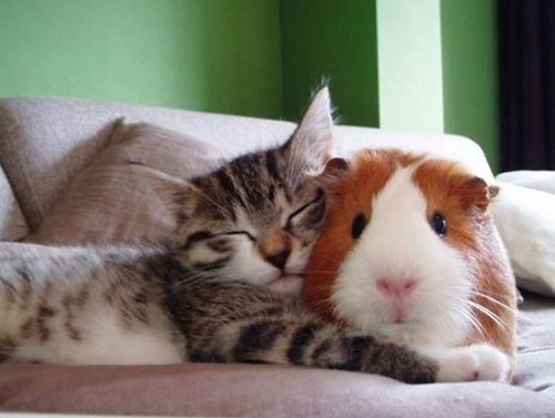 種類が違っても関係ないよ 仲良し動物画像集 27 Photos リトルトリップ