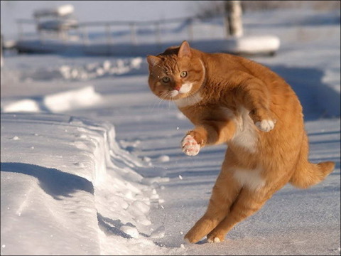 cats_have_snow_days_too_640_15