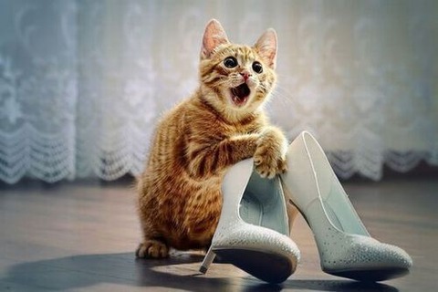 cat-saturday-164