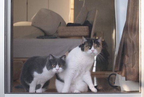 cat-saturday-217