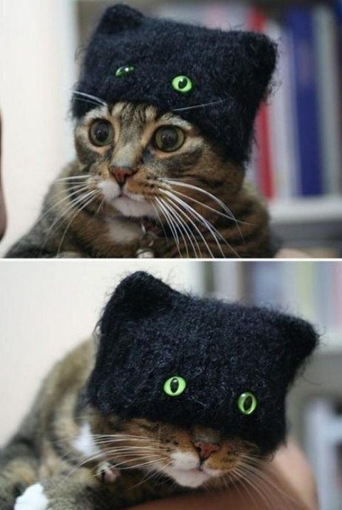 cat-saturday-54