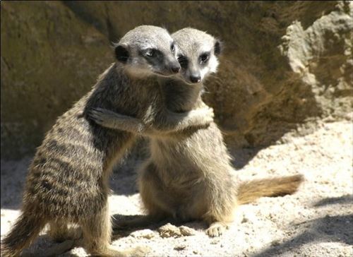 異種間でも愛だろ愛 動物ほんわか仲良し画像25選 リトルトリップ