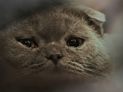 お願いだからそんな顔しないでー悲しそうな動物たち 17 Photos リトルトリップ お願いだからそんな顔しないでー悲しそうな動物たち 17 Photos リトルトリップ