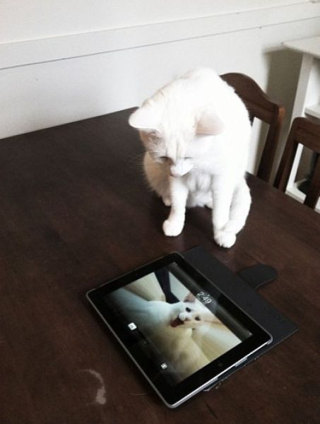 these_funny_animals_1225_640_17