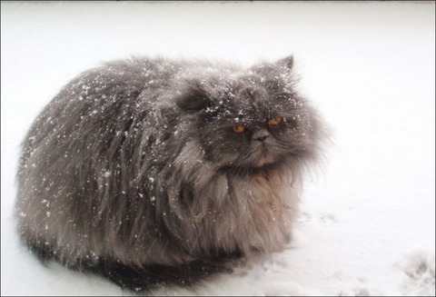 cats_have_snow_days_too_640_02