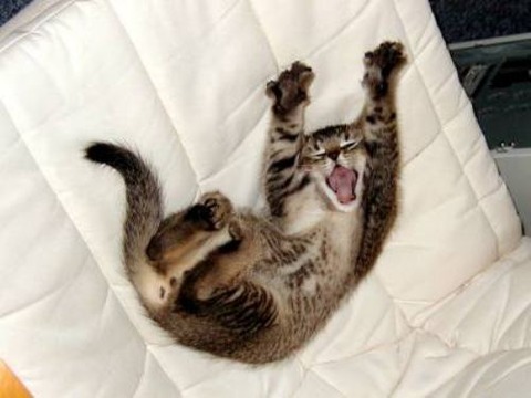 sleepy-animals-21