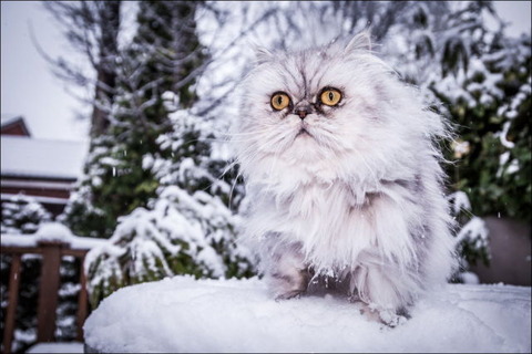 cats_have_snow_days_too_640_09