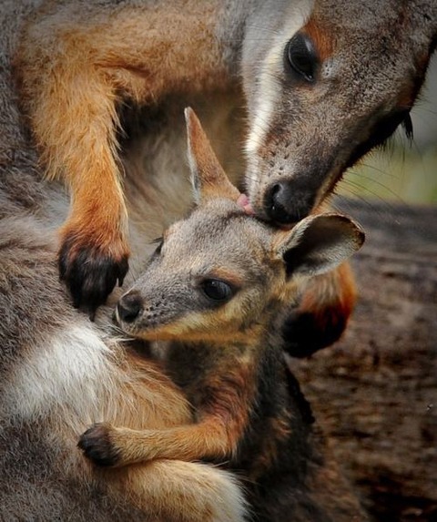 animal-mama-4