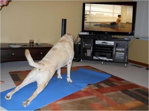 知られざる犬の生活 こんなに人間らしいんです 19 Photos リトルトリップ 知られざる犬の生活 こんなに人間らしいんです 19 Photos リトルトリップ