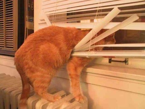 cats-and-blinds-10