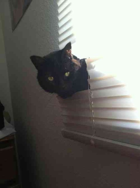 cats-and-blinds-12