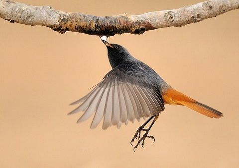 淡々と 鳥 高画質 リトルトリップ 淡々と 鳥 高画質 リトルトリップ