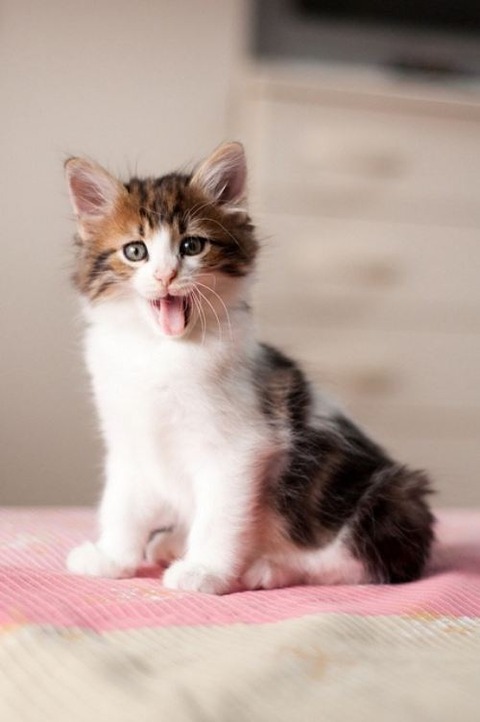 sleepy-animals-7